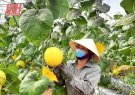 Ứng dụng công nghệ thông tin trong quản lý chuỗi cung ứng thực phẩm an toàn