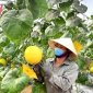 Ứng dụng công nghệ thông tin trong quản lý chuỗi cung ứng thực phẩm an toàn